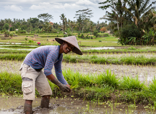 Rice Planting
